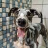 Mr Canis Szampon Uniwersalny w kostce dla pieska Furry Fresh 75g - obrazek 5